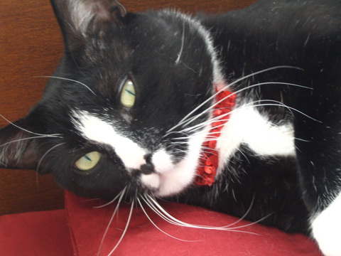 Sequined Bowtie for a Cat