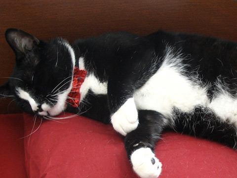 Sequined Bowtie for a Cat