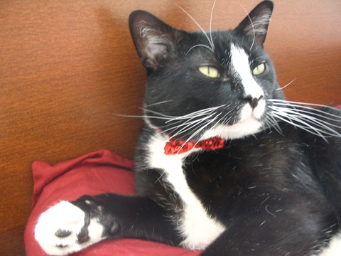 Sequined Bowtie for a Cat