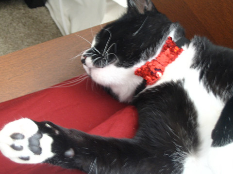 Sequined Bowtie for a Cat