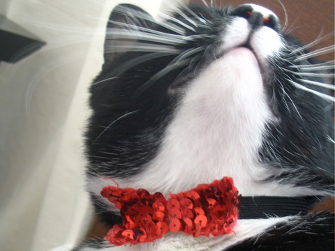 Sequined Bowtie for a Cat